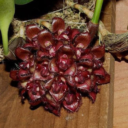 orchid Bulbophyllum sigaldiae (rare orchid) 1 plant bloom size