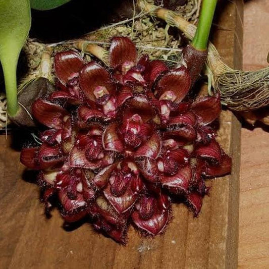orchid Bulbophyllum sigaldiae (rare orchid) 1 plant bloom size