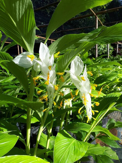 WHITE Globba winitii 3 Rhizome/tuber ground plant,Zingiberaceae,tropical flora