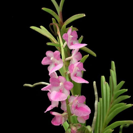 Aerides krabiense 1 plant Pink Vanda/Rhyncostylis orchid Orchidaceae Epiphytic orchid Collection