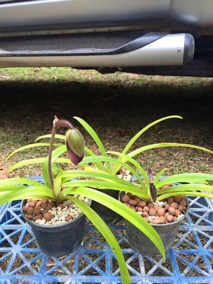 Paphiopedilum hirsutissimum orchid  1 plant collection and home decore
