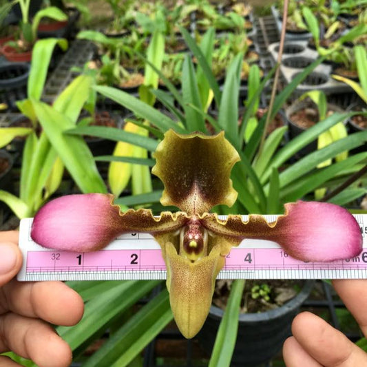 Paphiopedilum hirsutissimum orchid  1 plant collection and home decore