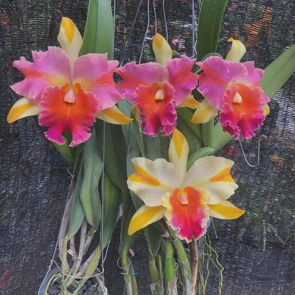Rlc. Amazing Thailand (Rlc. Haadyai Delight x C. Brazilian Treasure) 1 plant  Cattleya orchid plant for home garden collection
