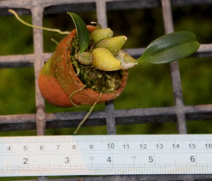 Bulbophyllum violaceolabellum 1 Plant bloom size , orchid for home & Garden collection