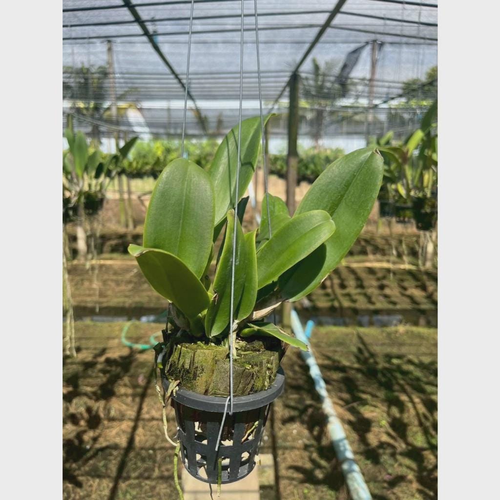 Cattleya (Rlc.) Rungnapa New   (Flower Size) 1 plant  Cattleya orchid plant for home garden collection