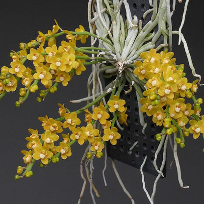 Chiloschista nakornpanomensis 1 Plant rare orchid species leafless /Asian ghost orchid,Fragrans