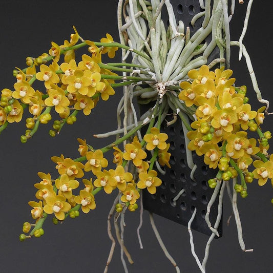 Chiloschista nakornpanomensis 1 Plant rare orchid species leafless /Asian ghost orchid,Fragrans