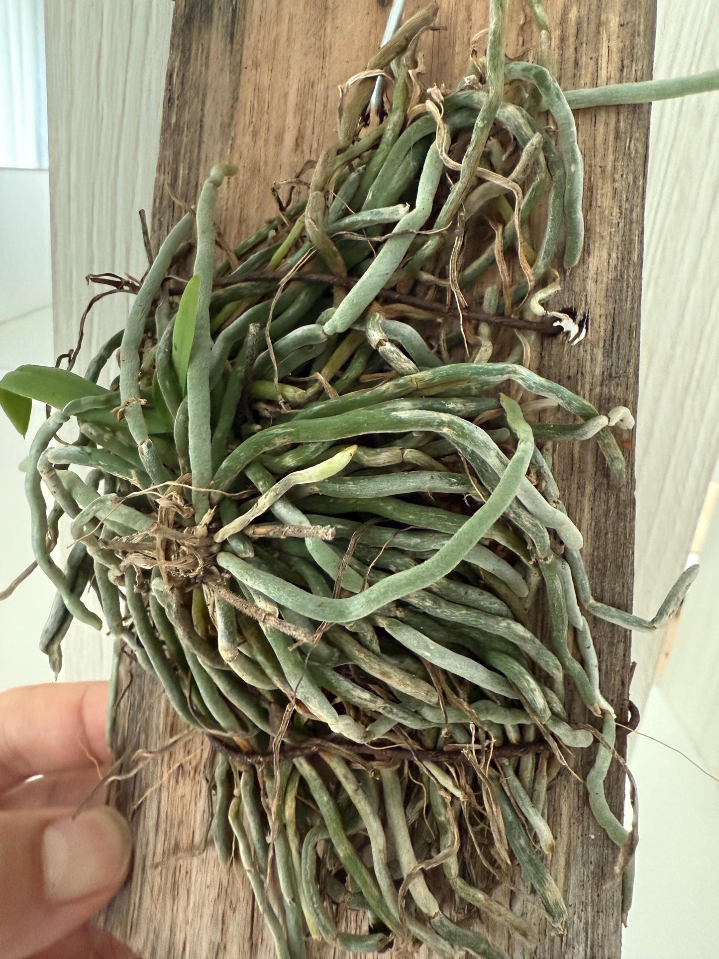 Chiloschista gelephuensis 1 Plant rare orchid species leafless /Asian ghost orchid