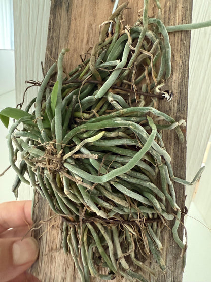 Chiloschista gelephuensis 1 Plant rare orchid species leafless /Asian ghost orchid