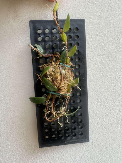 Bulbophyllum planibulbe 1 Plant bloom size , orchid for home & Garden collection