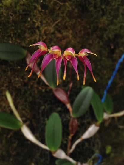 Bulbophyllum planibulbe 1 Plant bloom size , orchid for home & Garden collection
