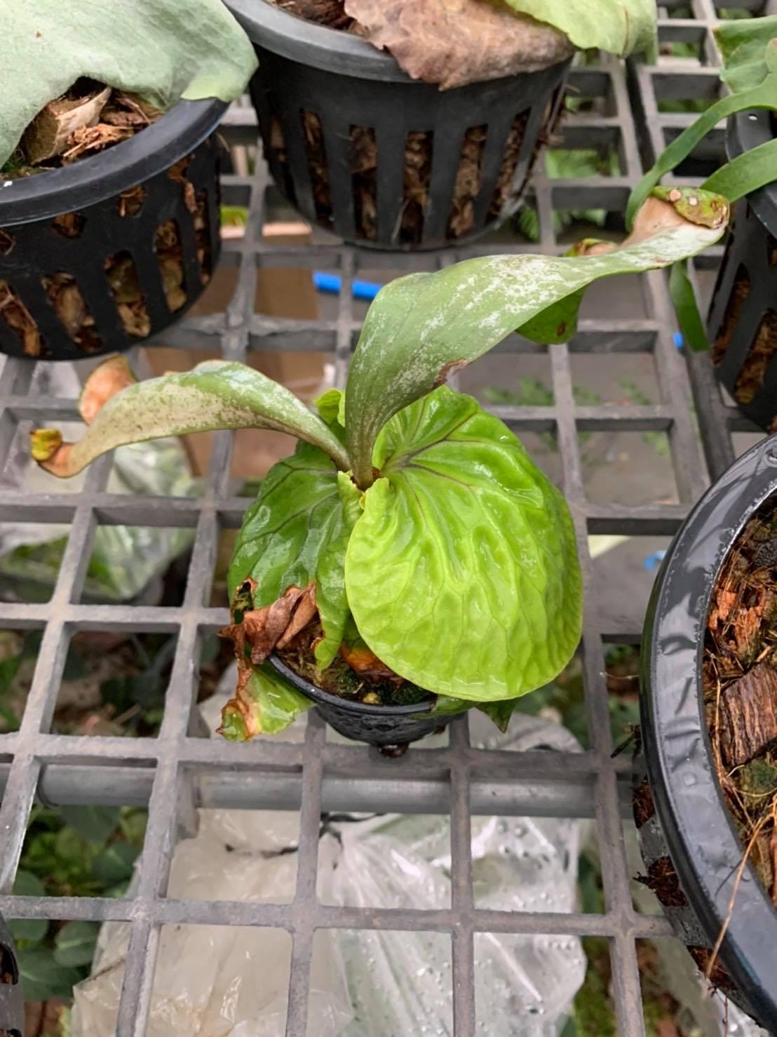 Platycerium madagascariense (プラティセリウム マダガスカリエンセ) 1 Plant Rare Staghorn Fern collection 1 plant