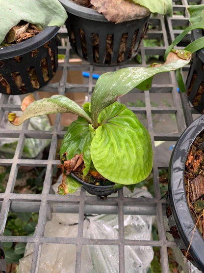 Platycerium madagascariense (プラティセリウム マダガスカリエンセ) 1 Plant Rare Staghorn Fern collection 1 plant