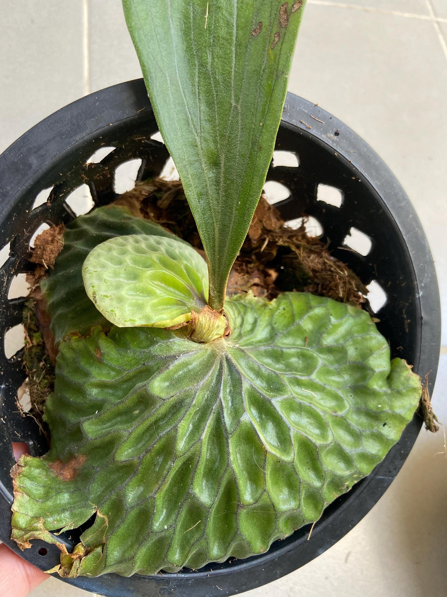 Platycerium madagascariense (プラティセリウム マダガスカリエンセ) 1 Plant Rare Staghorn Fern collection 1 plant