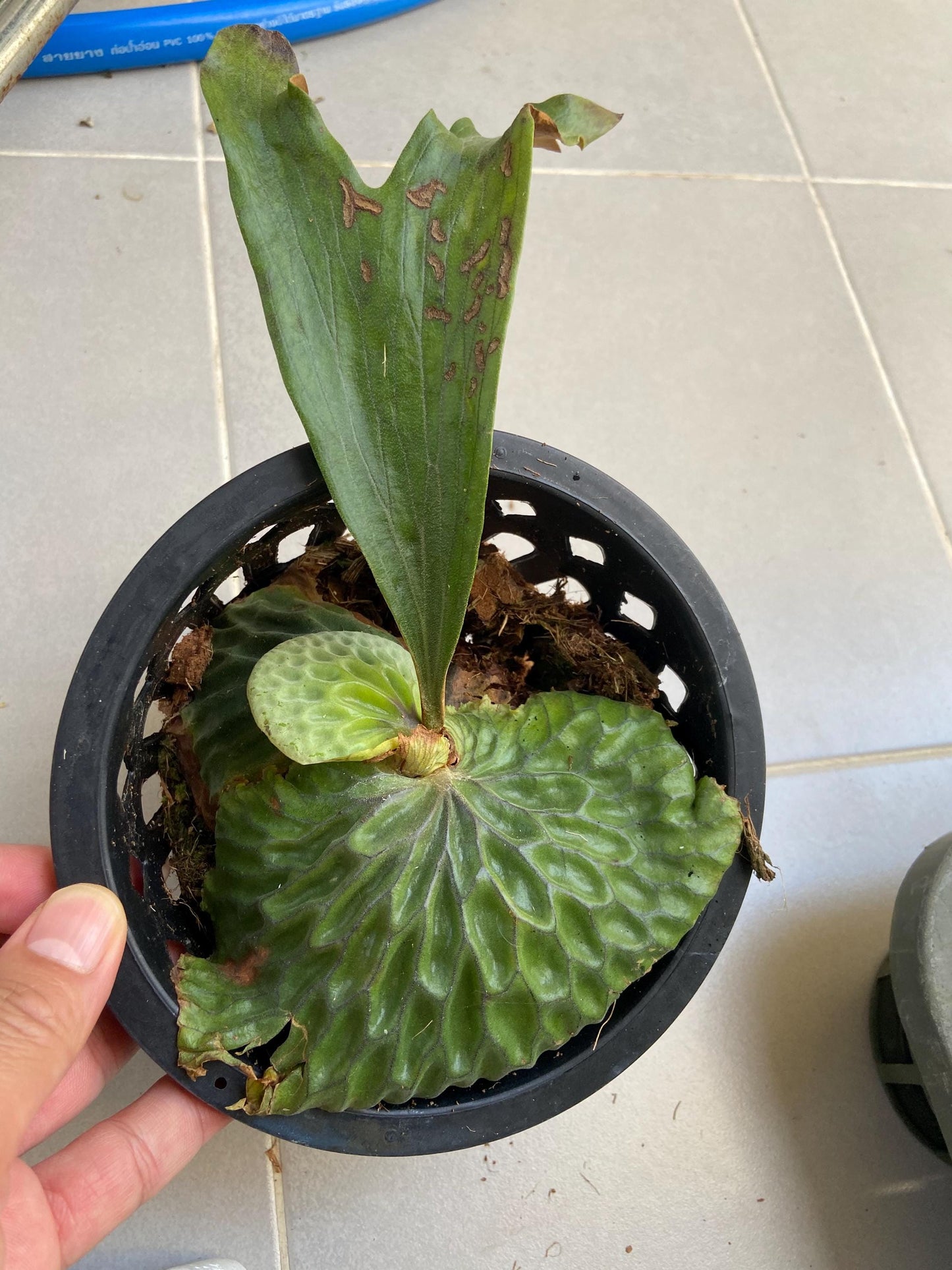 Platycerium madagascariense (プラティセリウム マダガスカリエンセ) 1 Plant Rare Staghorn Fern collection 1 plant