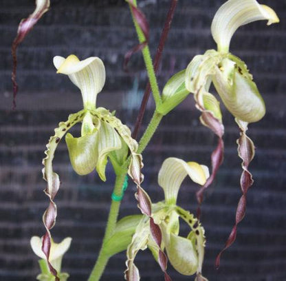 Paphiopedilum parishii Orchid Plant - Lady Slipper Orchid