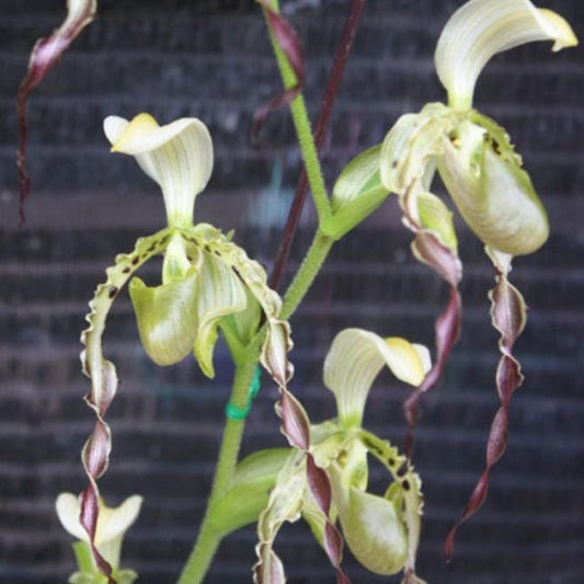 Paphiopedilum parishii Orchid Plant - Lady Slipper Orchid