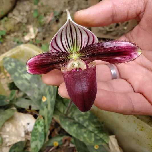 Paphiopedilum purpuratum  1 plant home garden orchid collection orchid,lady slipper,orchid pot,live plants