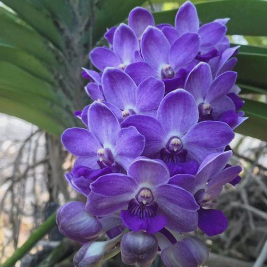 Rhynchostylis gigantea BLUE Orchid - Foxtail Orchid - Fragrant Epiphyte