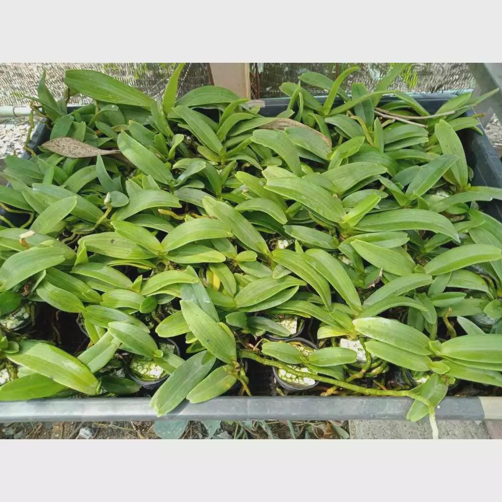 Rhynchostylis gigantea BLUE Orchid - Foxtail Orchid - Fragrant Epiphyte
