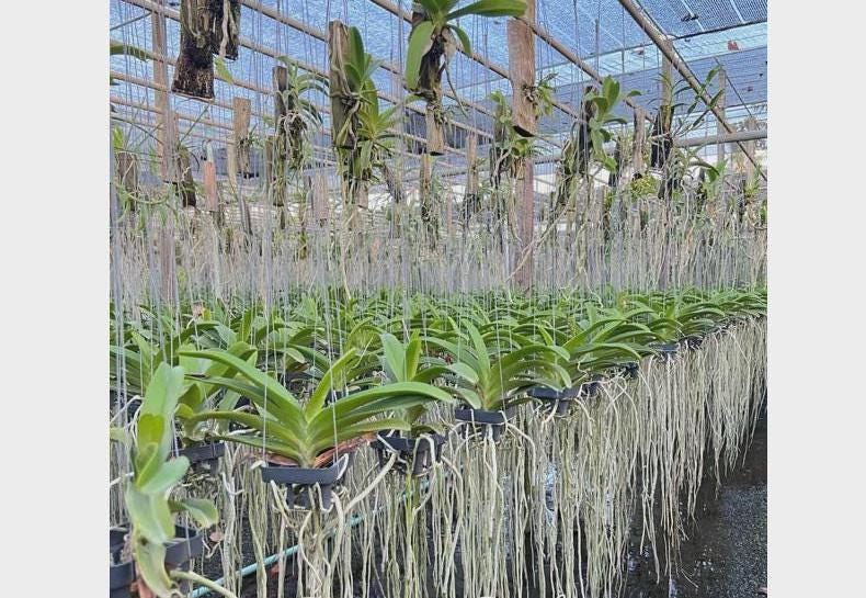 Fragrant Rhynchostylis gigantea Orchid - Wutthiphan Foxtail Variety