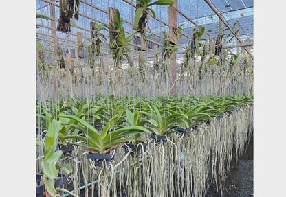 Fragrant Rhynchostylis gigantea Orchid - Wutthiphan Foxtail Variety