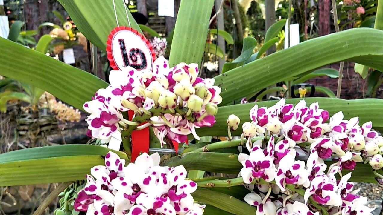 Rhynchostylis gigantea Cartoon (Select Pink/white) Foxtail Orchid, Aerides  2 Plant