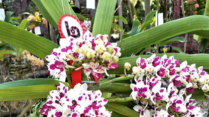 Rhynchostylis gigantea Cartoon (Select Pink/white) Foxtail Orchid, Aerides  2 Plant