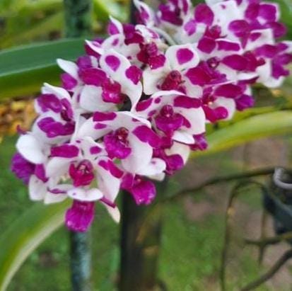 Rhynchostylis gigantea Cartoon (Select Pink/white) Foxtail Orchid, Aerides  2 Plant