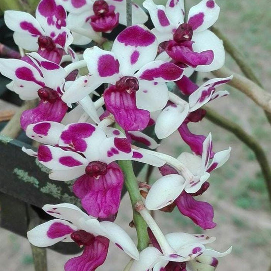 Rhynchostylis gigantea Cartoon (Select Pink/white) Foxtail Orchid, Aerides  2 Plant