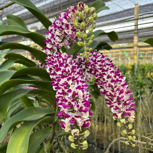 Rhynchostylis gigantea Orchid (Select Pink): Foxtail Orchid, Aerides