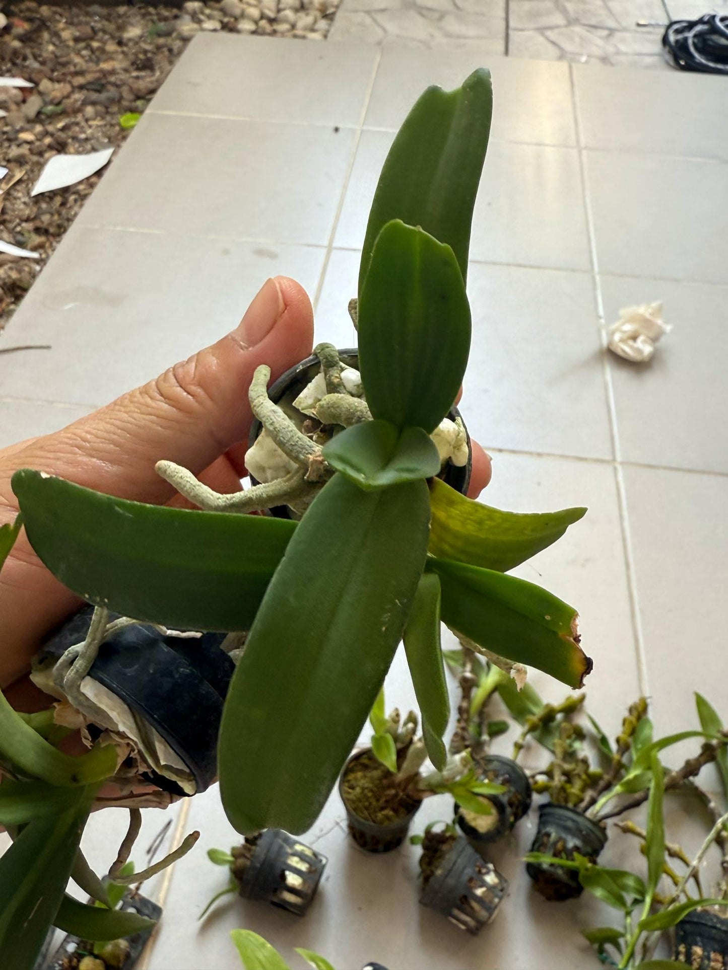 x2 Rhynchostylis gigantea Orchid (Select Pink): Foxtail Orchid, Aerides