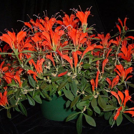 Aeschynanthus andersonii (dwarf) 1 Plant bloom size , tropical plant for home & Garden collection