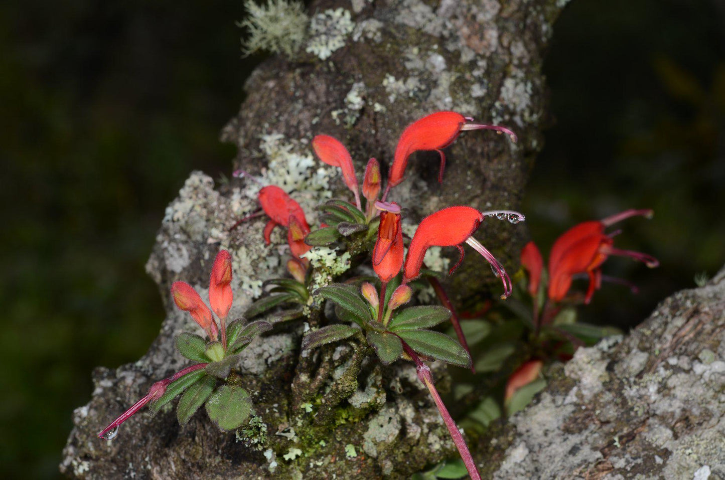 Aeschynanthus andersonii (dwarf) 1 Plant bloom size , tropical plant for home & Garden collection
