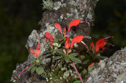 Aeschynanthus andersonii (dwarf) 1 Plant bloom size , tropical plant for home & Garden collection