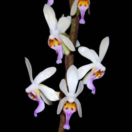 Diploprora truncata Miniature Orchid - Rare Air Root Orchid Plant