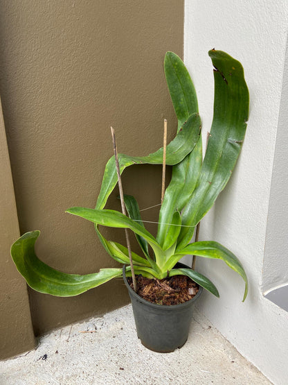 Paphiopedilum gigantifolium 1 plant home garden orchid collection orchid,lady slipper,orchid pot,live plants