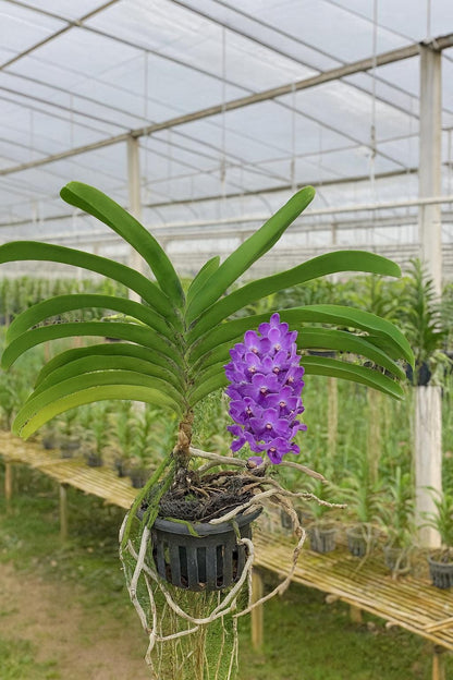 Rhynchostylis gigantea BLUE Orchid - Foxtail Orchid - Fragrant Epiphyte