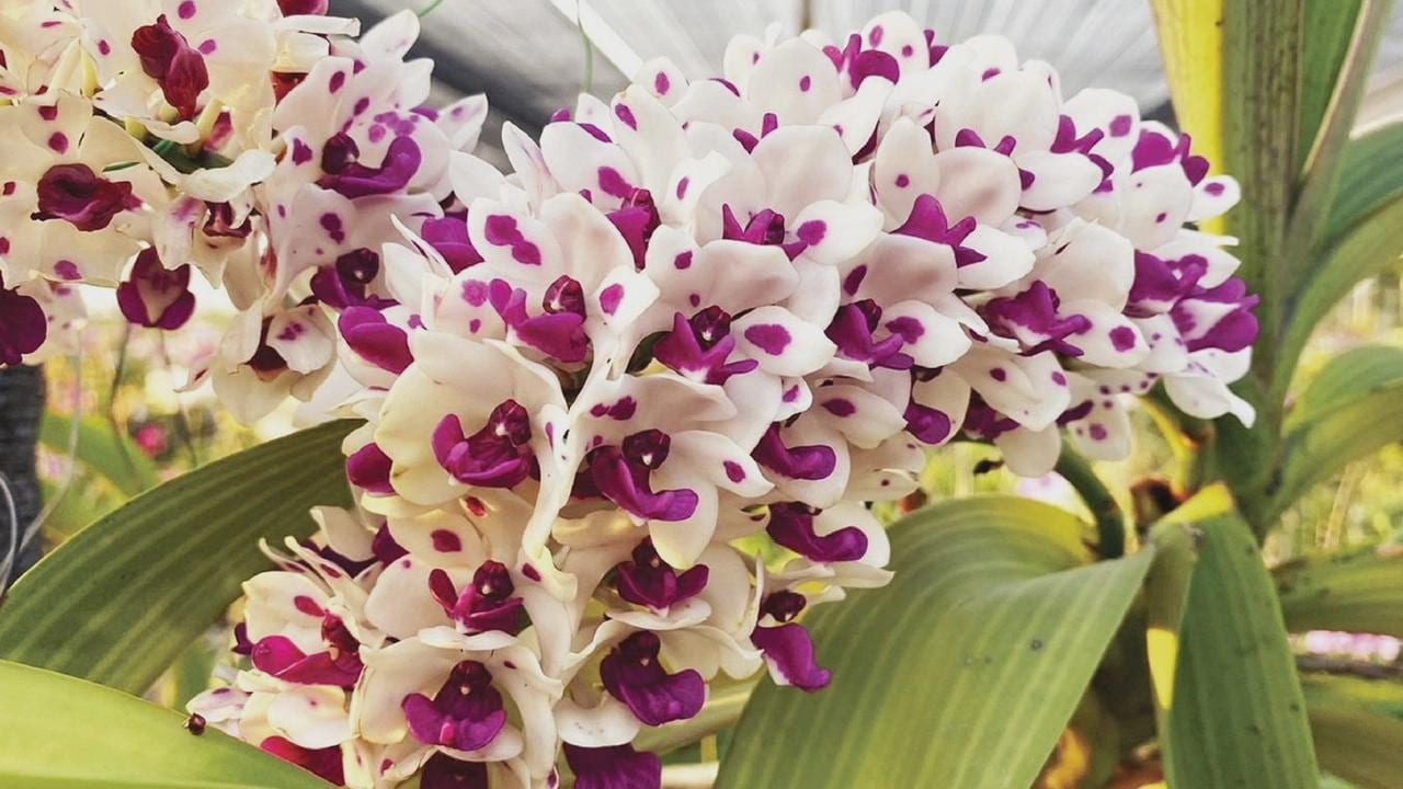 Rhynchostylis gigantea Cartoon (Select Pink/white) Foxtail Orchid, Aerides  2 Plant