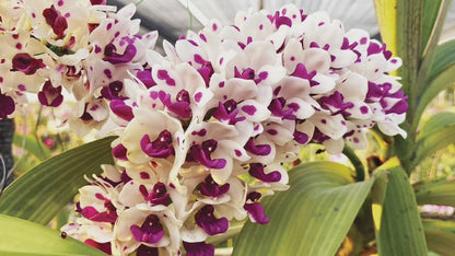 Rhynchostylis gigantea Cartoon (Select Pink/white) Foxtail Orchid, Aerides  2 Plant
