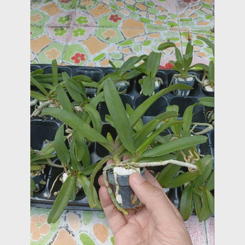 Rhynchostylis gigantea Cartoon (Select Pink/white) Foxtail Orchid, Aerides  2 Plant