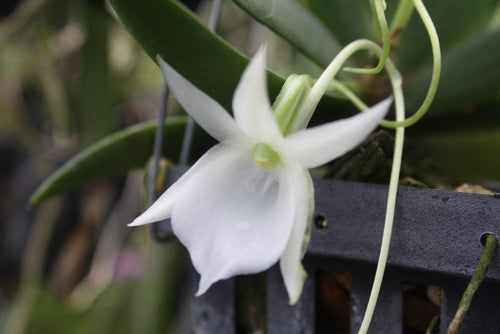 Angraecum leonis アングレカム・レオニス