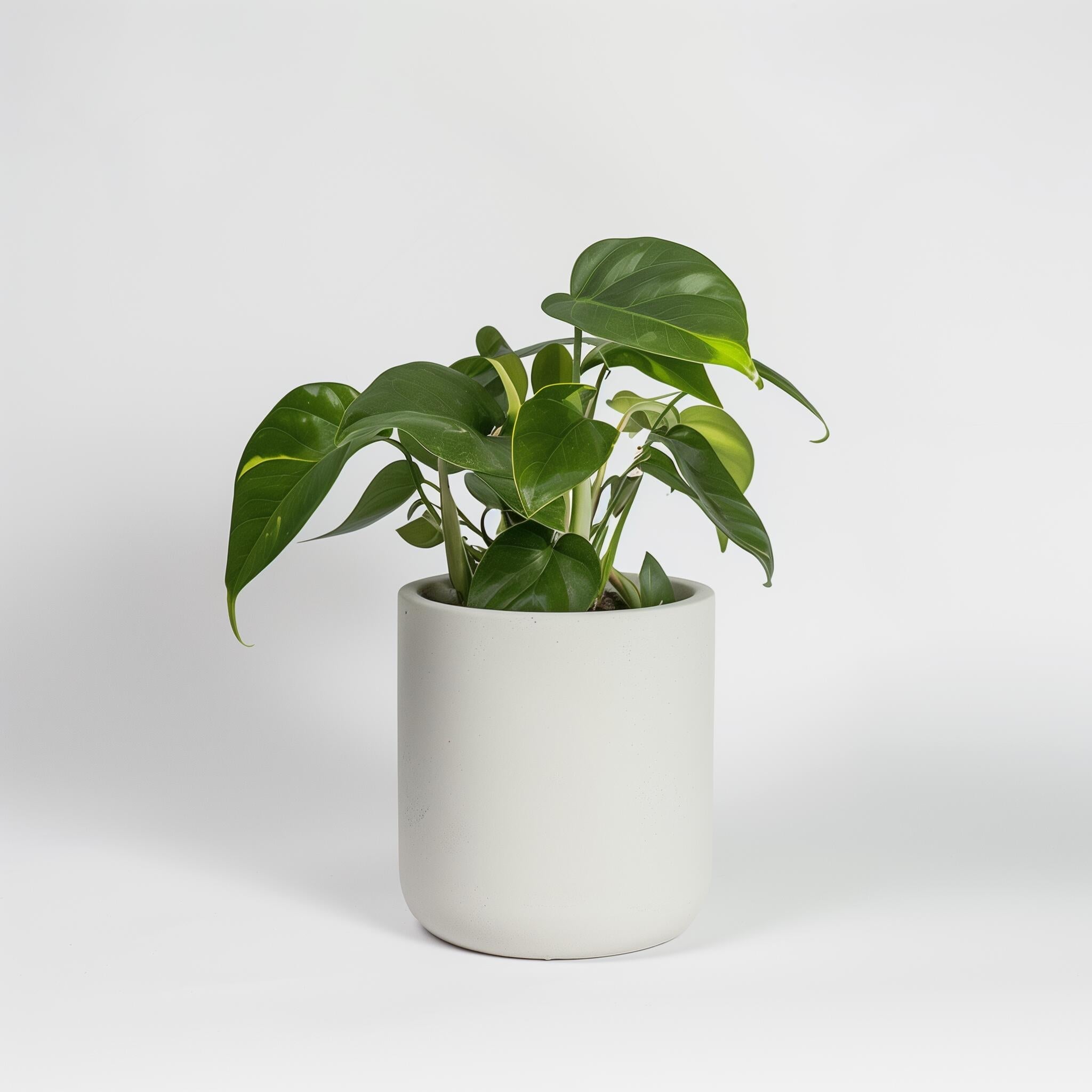Philodendron