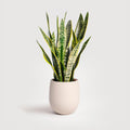 Snake Plant (Sansevieria)