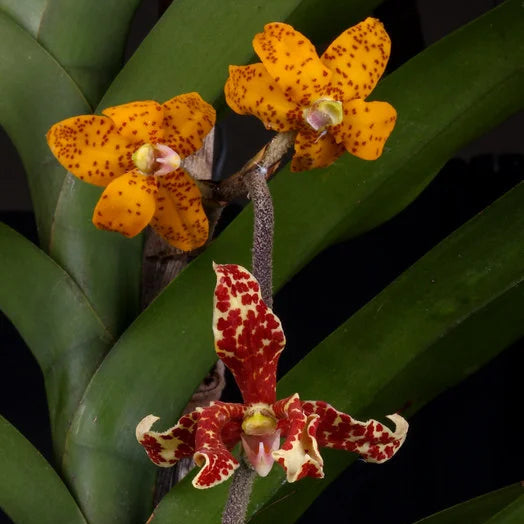 Dimorphorchis lowii   ディモルフォルキス　ロウィ